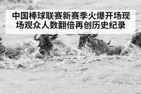 中国棒球联赛新赛季火爆开场现场观众人数翻倍再创历史纪录